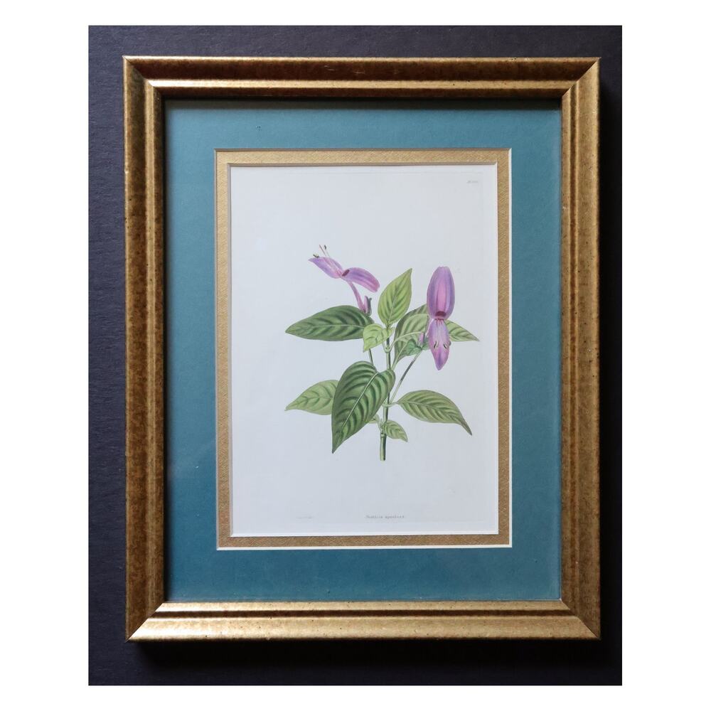 c1832 Antique Botanical Engraving by George Loddiges The Botanical Cabinet #1915